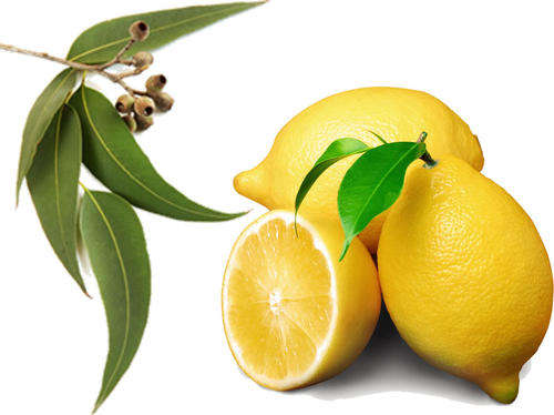 Eucalyptus Lemon Essential Oil10 ml (1/3 oz). 100% Pure, Undiluted