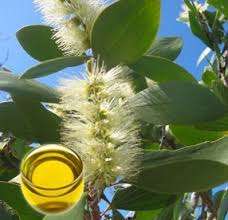 Niaouli Essential Oil10 ml (1/3 oz). 100% Pure, Undiluted