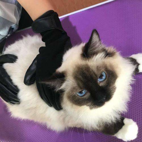 Pet Grooming Glove - Gentle De-shedding Glove