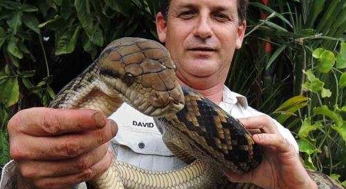 Snake catching stick - 152 cm Heavy duty