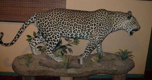 Trophy Leopard