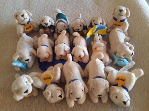 Baby Soft Labrador Puppies