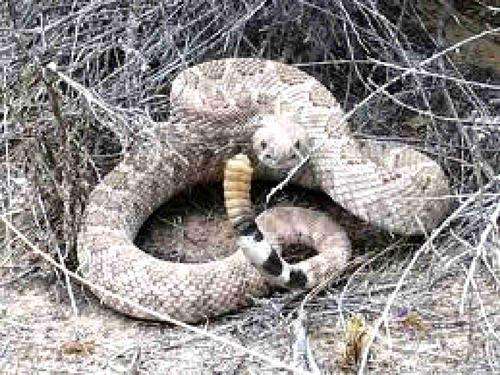 Snake Trapper in alluminium