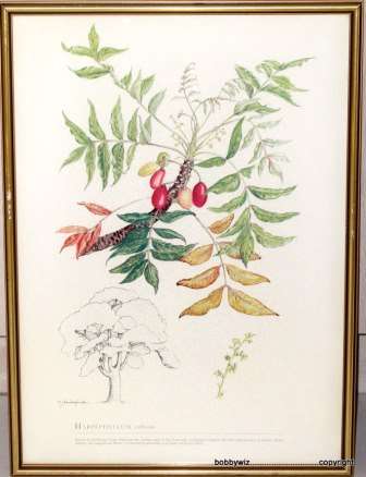 COLLECTABLE SET OF THREE FRAMED BOTANICAL PRINTS H J VANDERPLANK (VINTAGE) PRICE FOR ALL 3 PRINTS