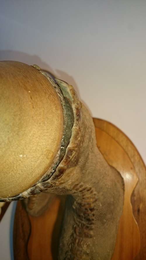 Ostrich Foot Lampshade. Leather, Scales, Wood. Working.