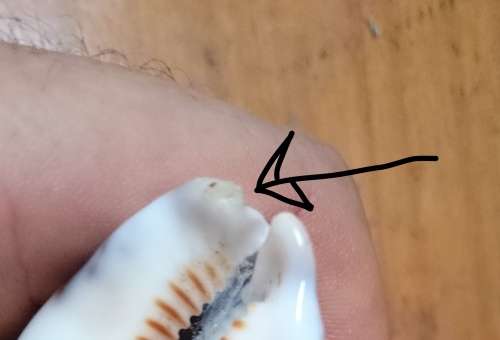 Cowrie Shells. One bid for all. 65 mm, 75 mm, 75 mm. Sea Shell. Natural.