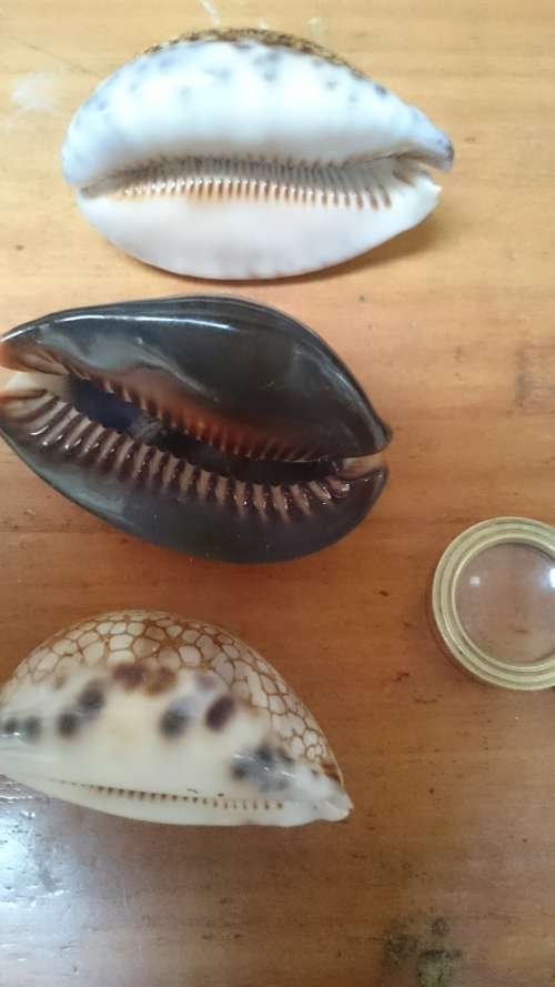 Cowrie Shells. One bid for all. 65 mm, 75 mm, 75 mm. Sea Shell. Natural.