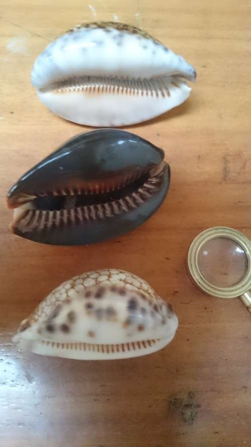 Cowrie Shells. One bid for all. 65 mm, 75 mm, 75 mm. Sea Shell. Natural.