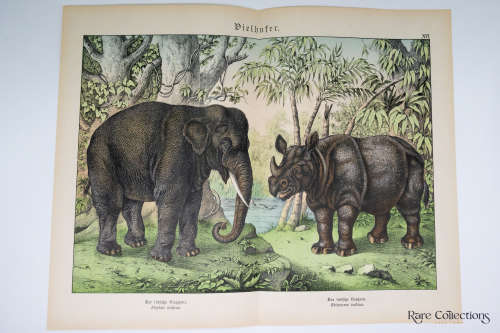 Naturgelchicte Des Teirreichs, or Natural History of the Animal Realm (Mammals XVI)