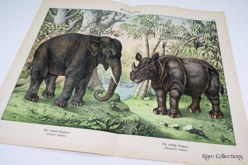 Naturgelchicte Des Teirreichs, or Natural History of the Animal Realm (Mammals XVI)