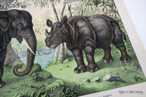 Naturgelchicte Des Teirreichs, or Natural History of the Animal Realm (Mammals XVI)