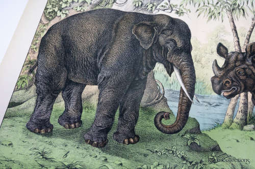Naturgelchicte Des Teirreichs, or Natural History of the Animal Realm (Mammals XVI)