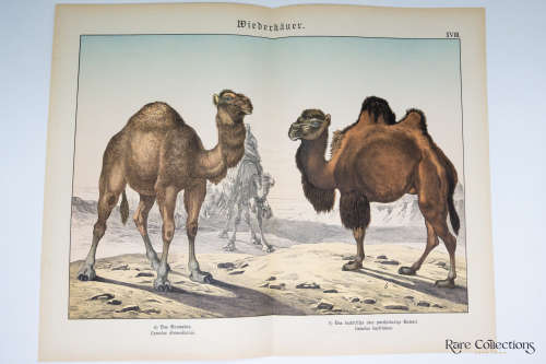 Naturgelchicte Des Teirreichs, or Natural History of the Animal Realm (Mammals XVIII)