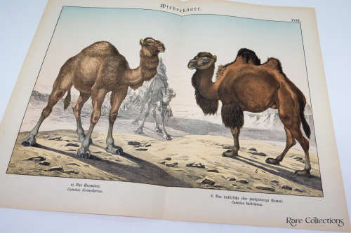 Naturgelchicte Des Teirreichs, or Natural History of the Animal Realm (Mammals XVIII)