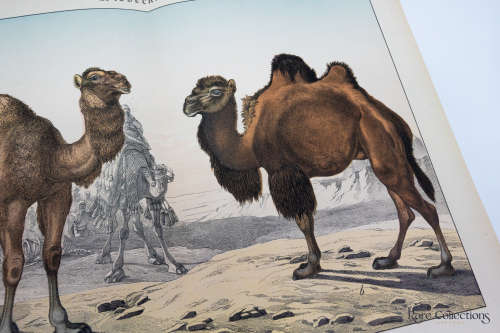 Naturgelchicte Des Teirreichs, or Natural History of the Animal Realm (Mammals XVIII)