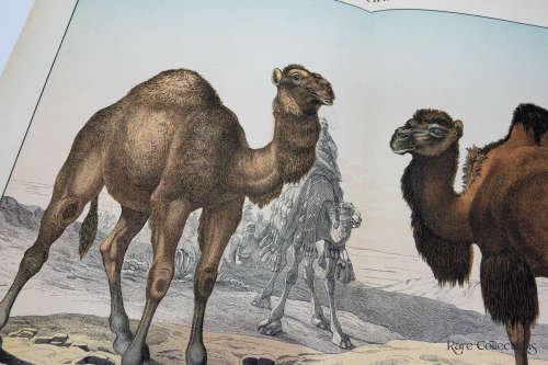 Naturgelchicte Des Teirreichs, or Natural History of the Animal Realm (Mammals XVIII)