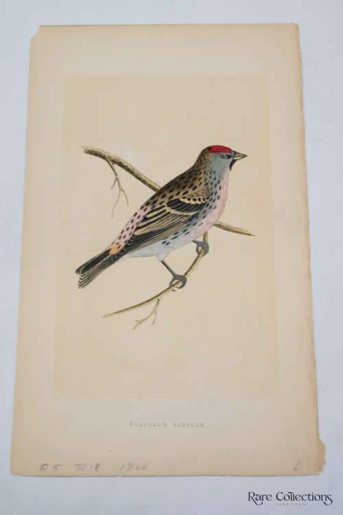 Antique Bird Print Holboll`s Redpole