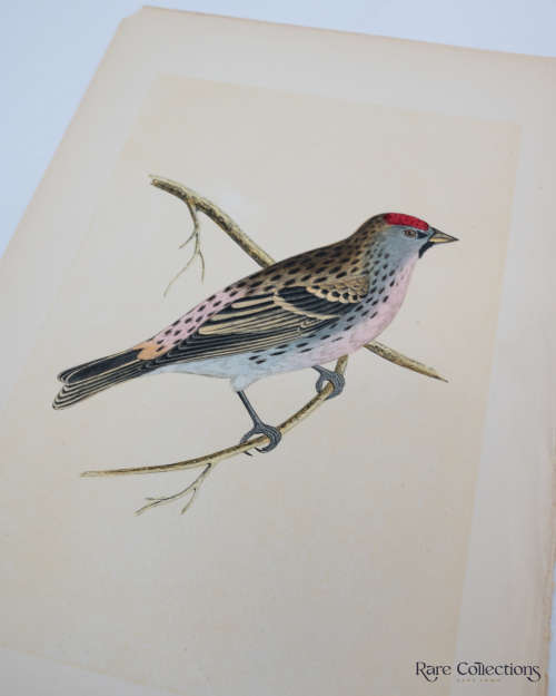 Antique Bird Print Holboll`s Redpole