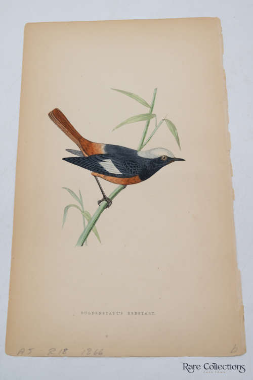 Antique Bird Print Guldenstadt`s Redstart