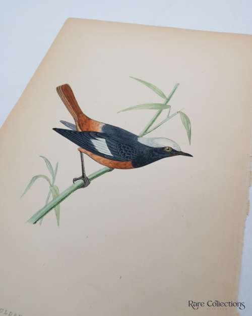 Antique Bird Print Guldenstadt`s Redstart