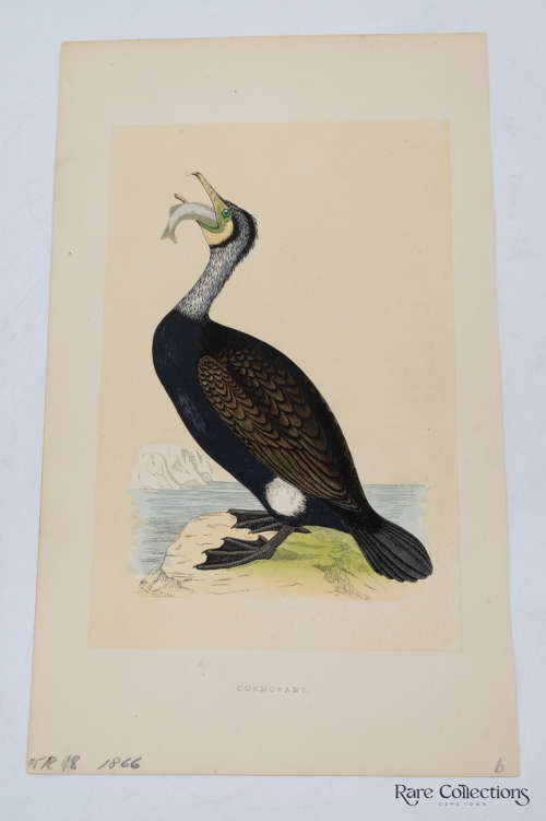 Antique Bird Print Cormorant