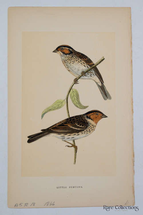 Antique Bird Print Little Bunting