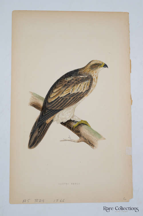 Antique Bird Print Booted Eagle