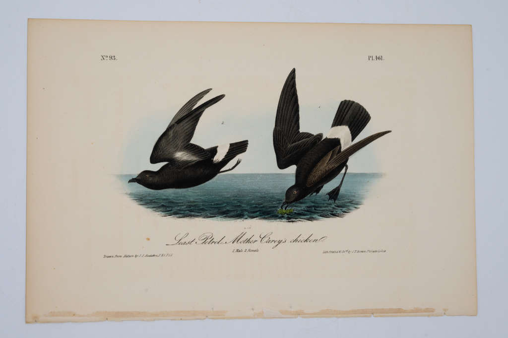 Least Petrel Mother Carey`s Chicken Plate 461 by John James Audubon