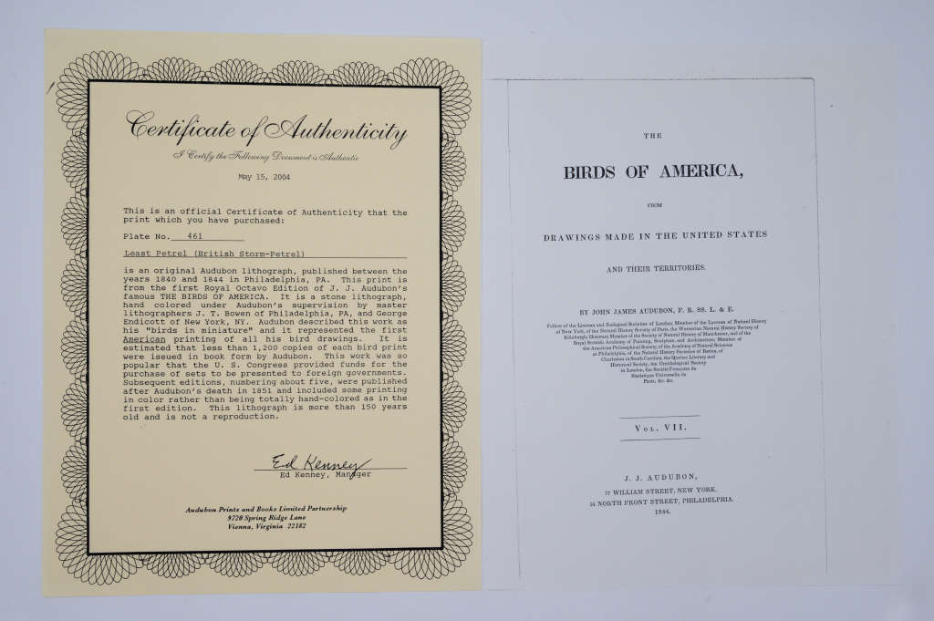 Least Petrel Mother Carey`s Chicken Plate 461 by John James Audubon