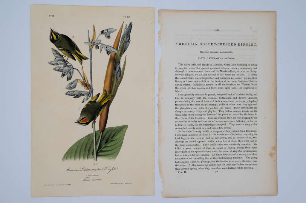 American Golden Crested Kinglet Plate 132 by John James Audubon