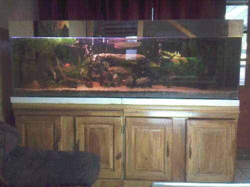 Stunning big tropical fish tank