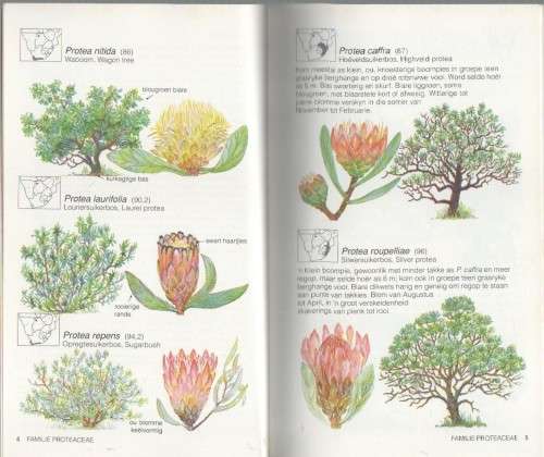 ALGEMENE BOME - EUGENE & GLEN MOLL & NICCI PAGE (2 DE DRUK 1993)