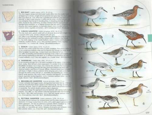 SASOL BIRDS OF SOUTHERN AFRICA  (2 ND IMPRESSION 1998)