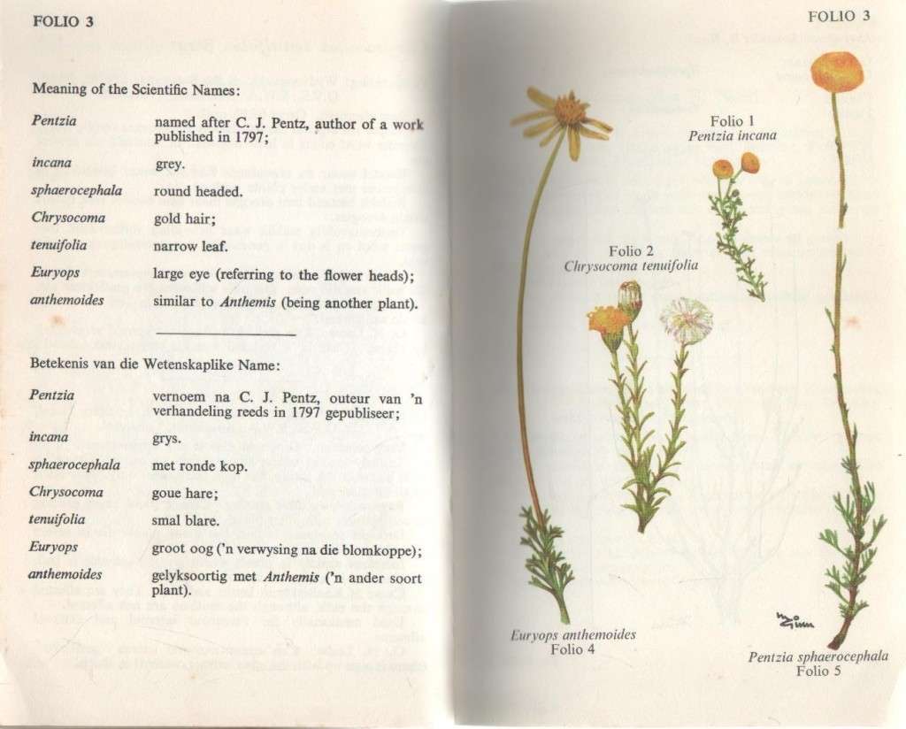 KAROO- PLANTRYKDOM / KAROO PLANT WEALTH - N K HOBSON (1970)