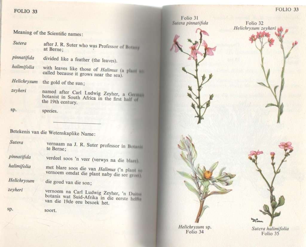 KAROO- PLANTRYKDOM / KAROO PLANT WEALTH - N K HOBSON (1970)