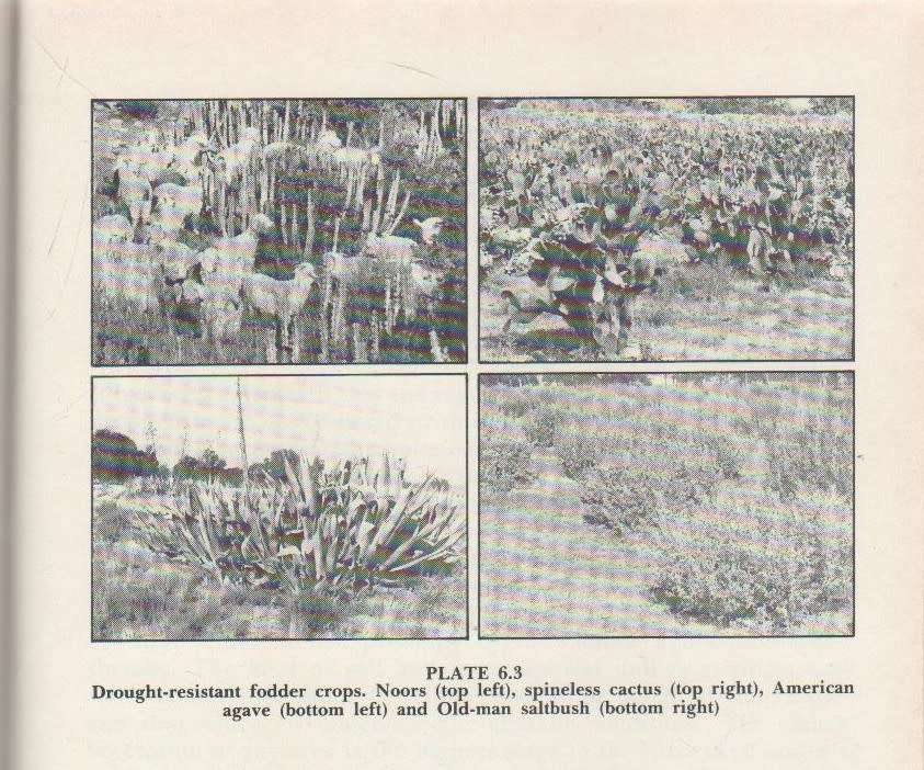 ANGORA GOATS AND MOHAIR IN SOUTH AFRICA - JM VAN DER WESTHUYSEN, D WENTZEL AND MC GROBLER (1985)