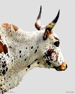 TRANSFER ANY PHOTO ONTO WOOD A4 SIZE