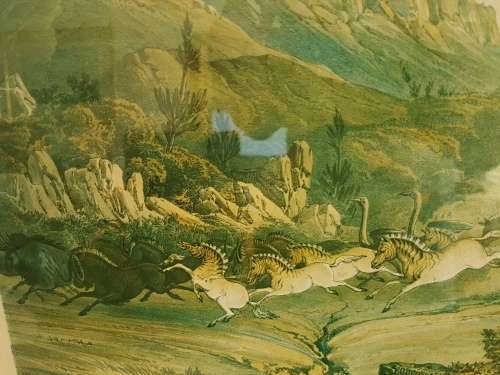 Thomas Baines. Bushmen hunting a herd of heterogenous game. LARGE PRINT, FRAMED.