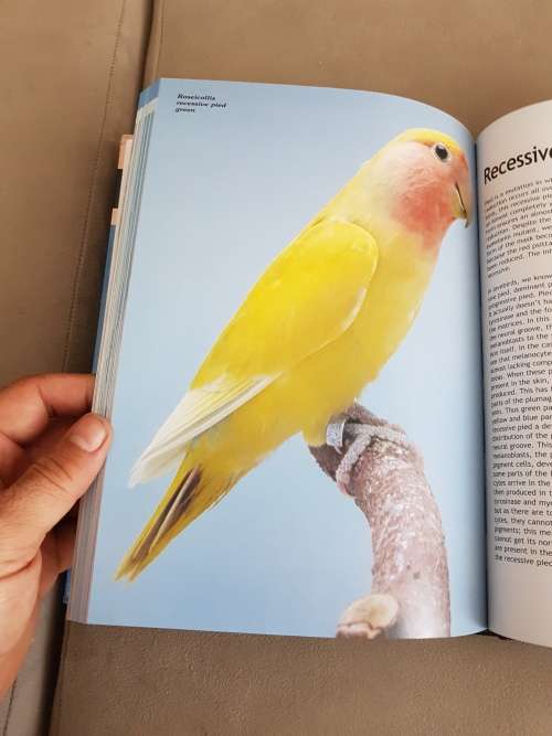 Lovebirds. Agapornis.  Owners manual and reference guide. van den Abeele, Dirk