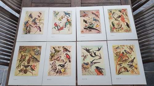Our Birds. Second Series. First Printing. 8 Colour Plates SIGNED BY HEINIIE VON MICHAELIS.