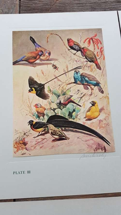 Our Birds. Second Series. First Printing. 8 Colour Plates SIGNED BY HEINIIE VON MICHAELIS.