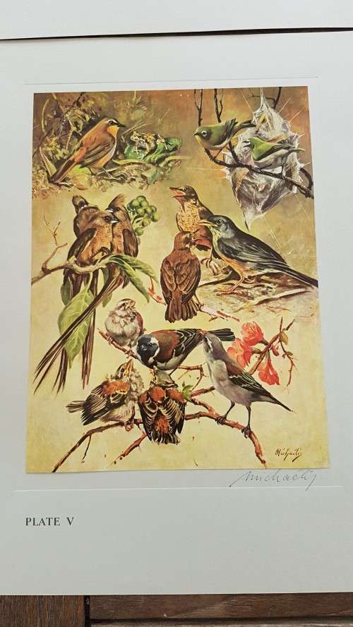 Our Birds. Second Series. First Printing. 8 Colour Plates SIGNED BY HEINIIE VON MICHAELIS.