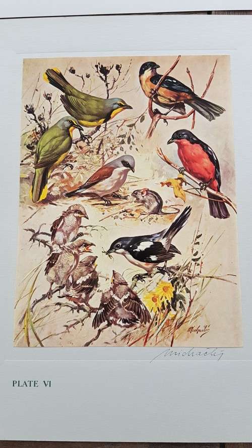 Our Birds. Second Series. First Printing. 8 Colour Plates SIGNED BY HEINIIE VON MICHAELIS.