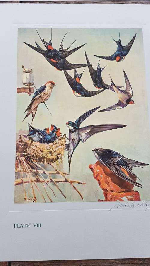 Our Birds. Second Series. First Printing. 8 Colour Plates SIGNED BY HEINIIE VON MICHAELIS.