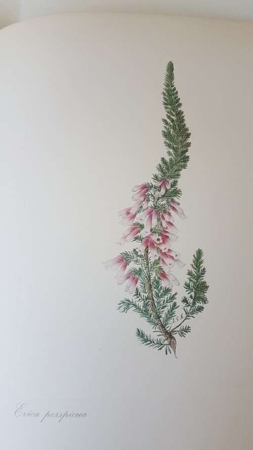 Arabella Roupell. Pioneer Artist of Cape Flowers. Number 89 of limited edition of 625 copies.