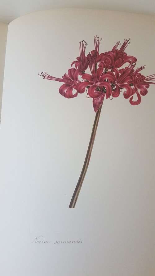 Arabella Roupell. Pioneer Artist of Cape Flowers. Number 89 of limited edition of 625 copies.