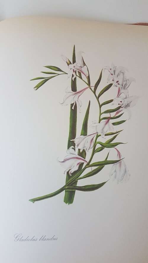 Arabella Roupell. Pioneer Artist of Cape Flowers. Number 89 of limited edition of 625 copies.