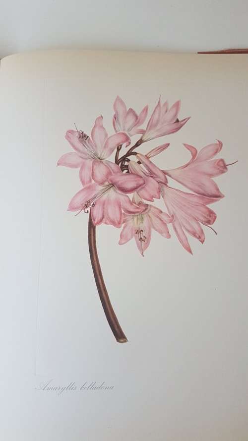 Arabella Roupell. Pioneer Artist of Cape Flowers. Number 89 of limited edition of 625 copies.