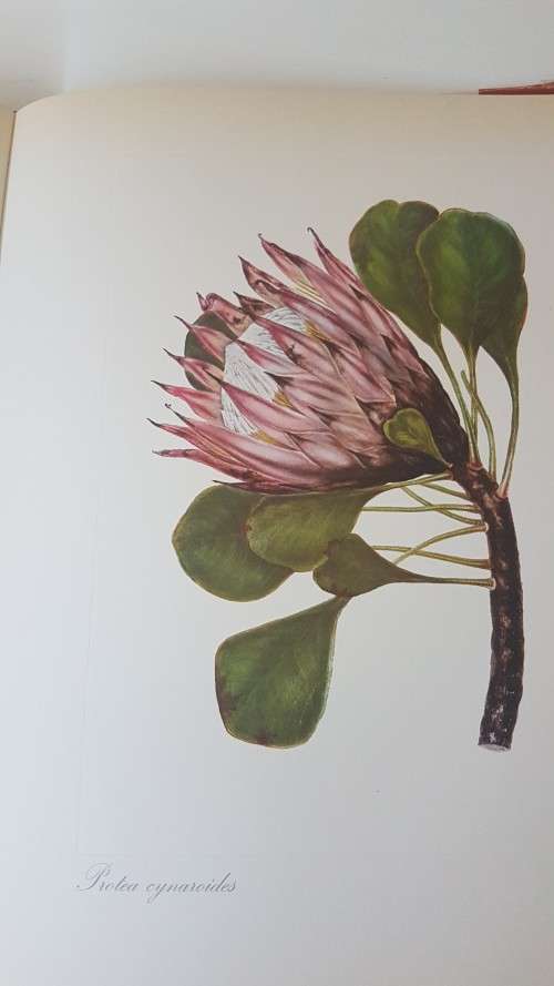 Arabella Roupell. Pioneer Artist of Cape Flowers. Number 89 of limited edition of 625 copies.