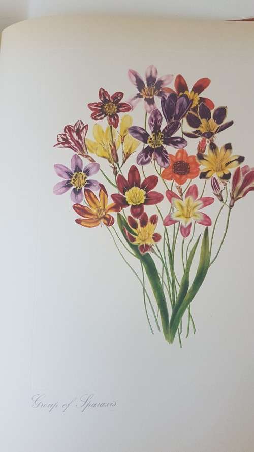 Arabella Roupell. Pioneer Artist of Cape Flowers. Number 89 of limited edition of 625 copies.